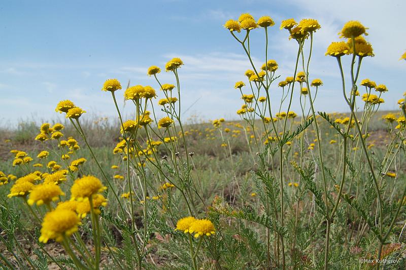 Image of Tanacetum millefolium specimen.