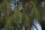 genus Pinus. Ветви с хвоей и шишками. Непал, провинция Багмати, р-н Катманду, национальный парк \"Шивапури-Нагарджун\". 30.11.2017.