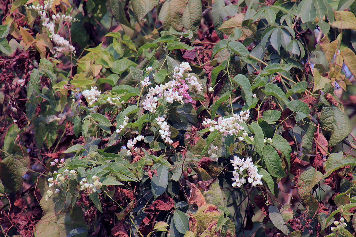 Изображение особи Antigonon leptopus.