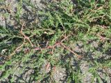Salsola collina