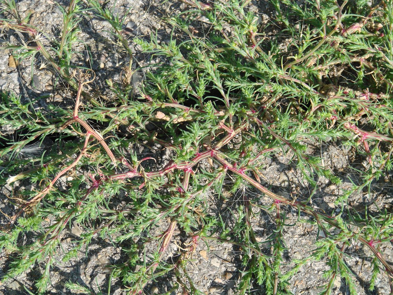 Image of Salsola collina specimen.