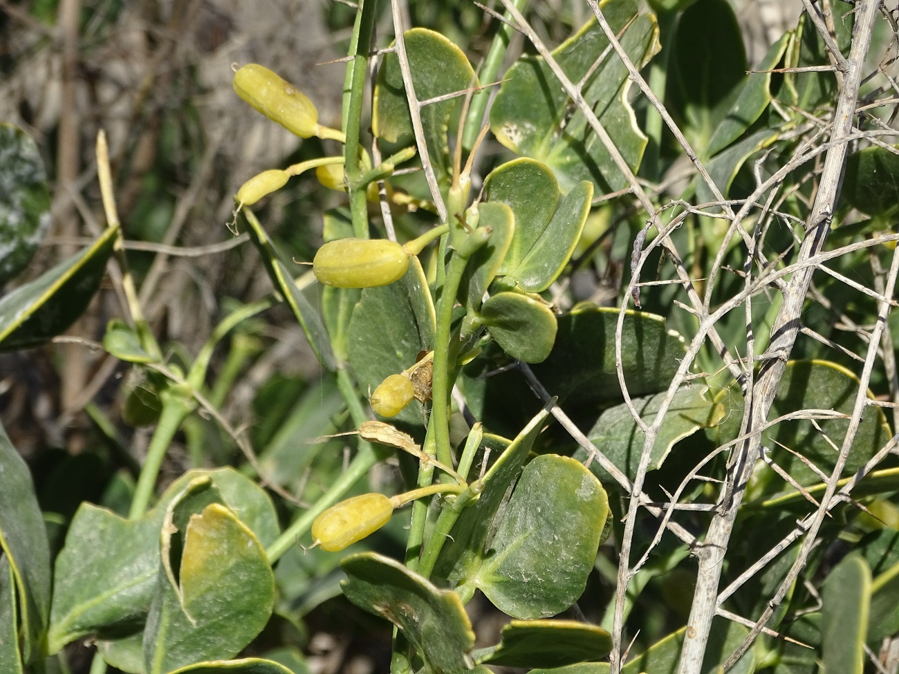 Изображение особи Zygophyllum oxianum.