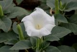 Datura innoxia