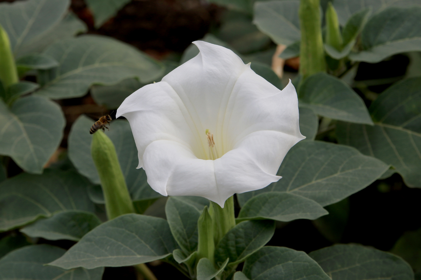 Изображение особи Datura innoxia.