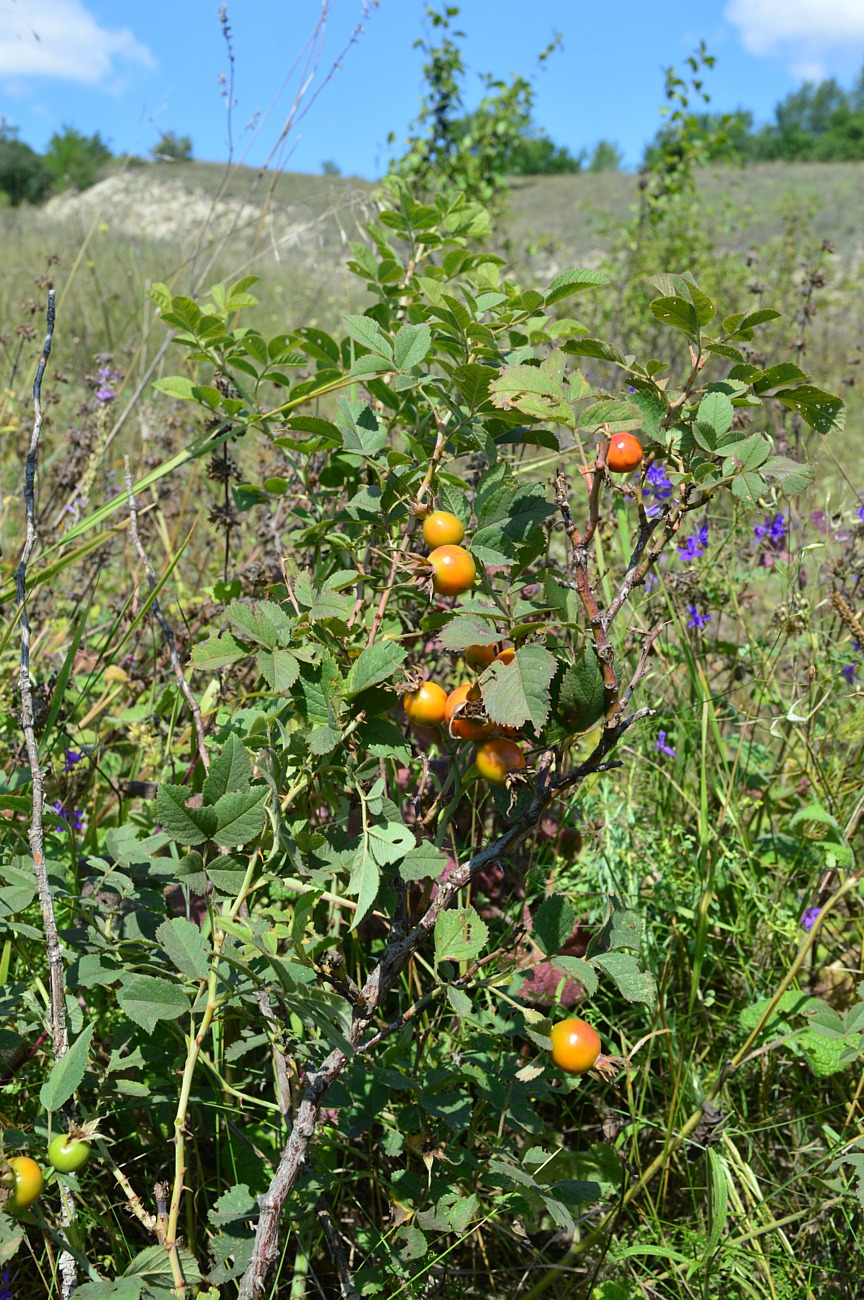 Image of Rosa subpomifera specimen.