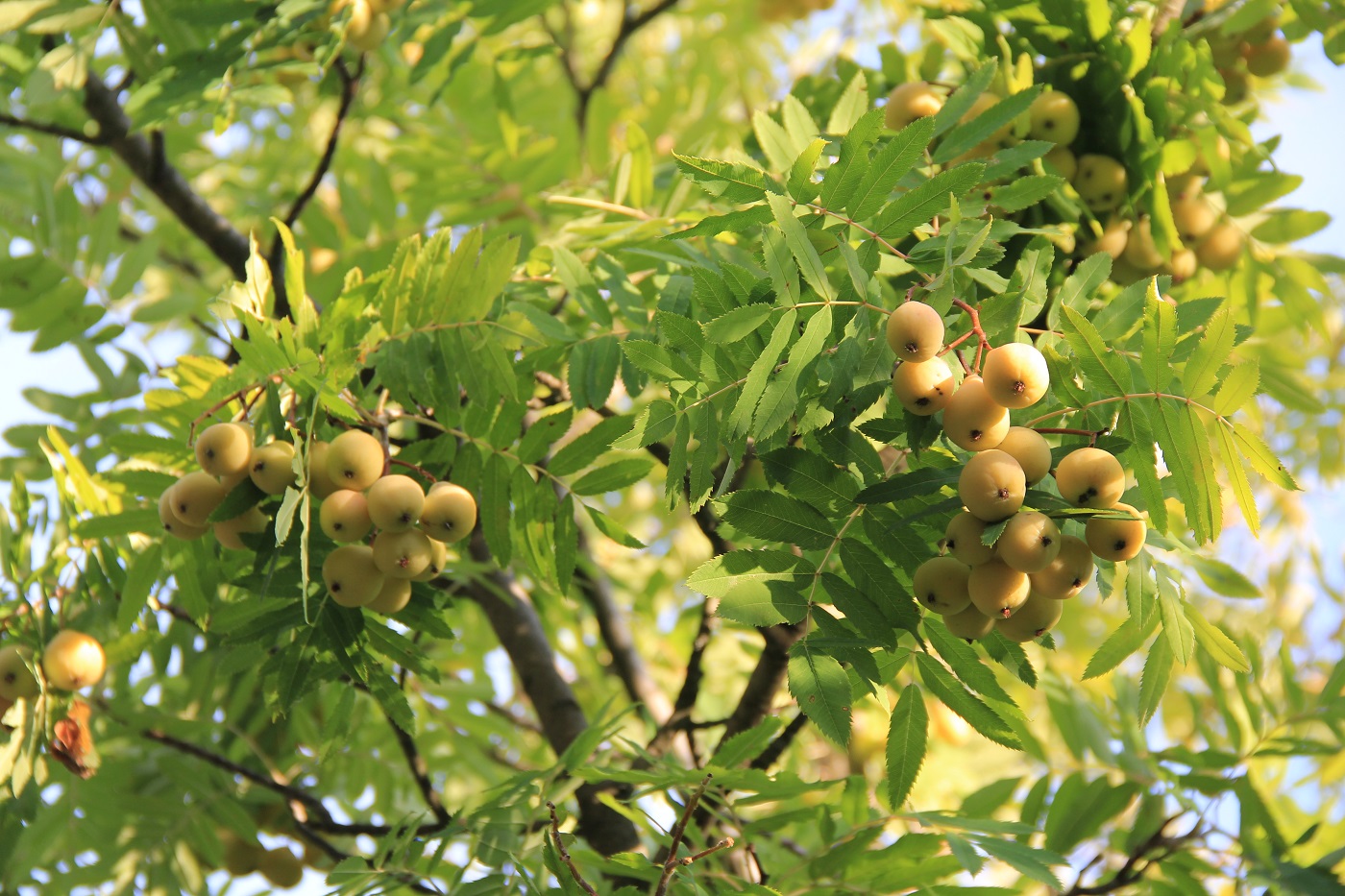 Изображение особи Sorbus domestica.