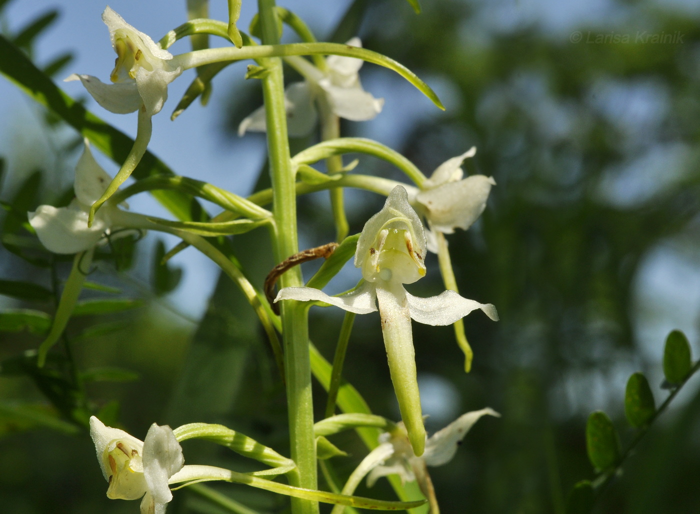 Изображение особи Platanthera densa.