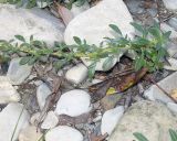 Amaranthus graecizans