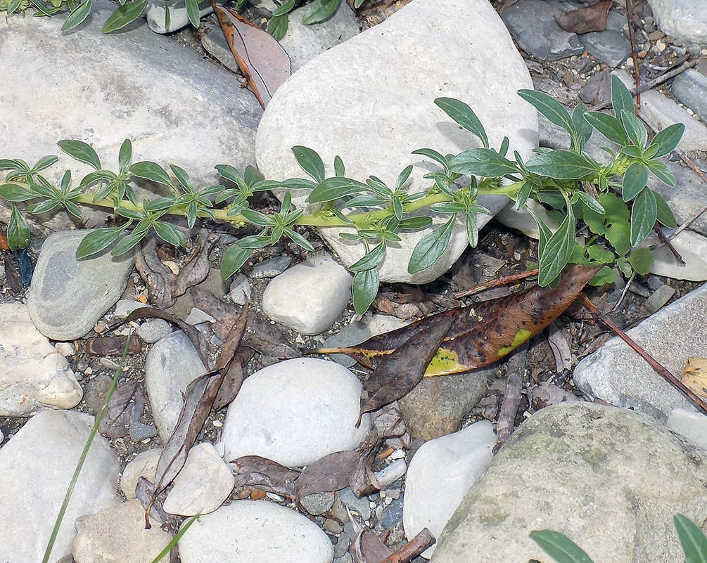 Image of Amaranthus graecizans specimen.