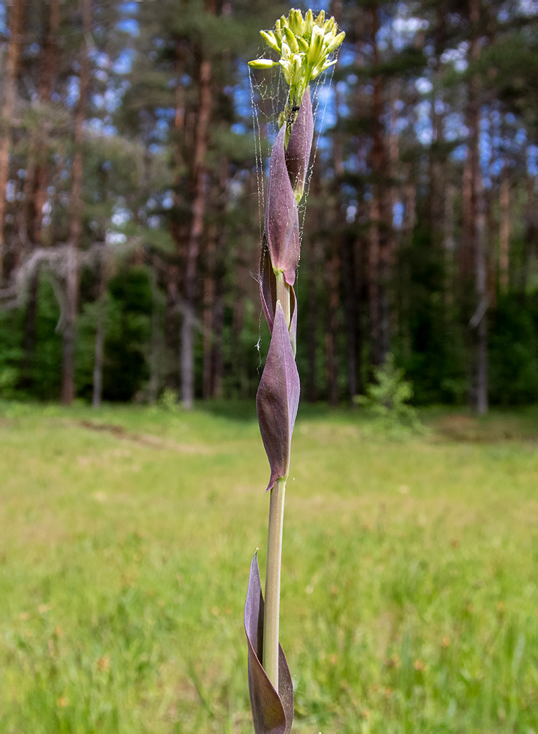 Image of Turritis glabra specimen.