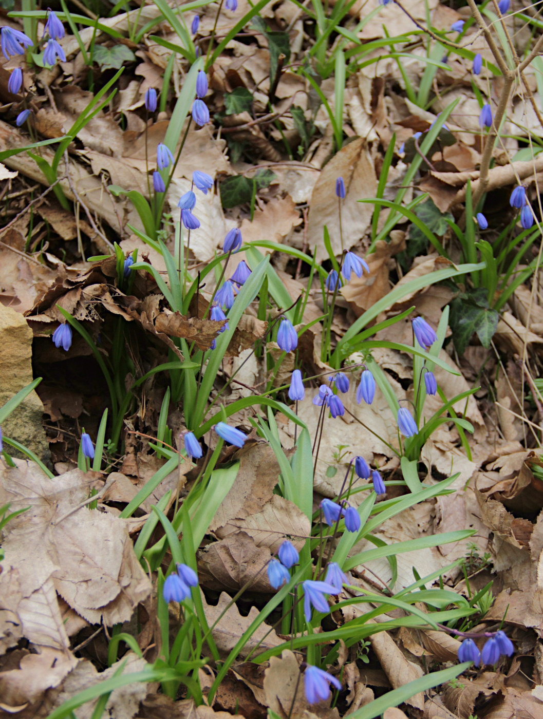 Изображение особи Scilla siberica.