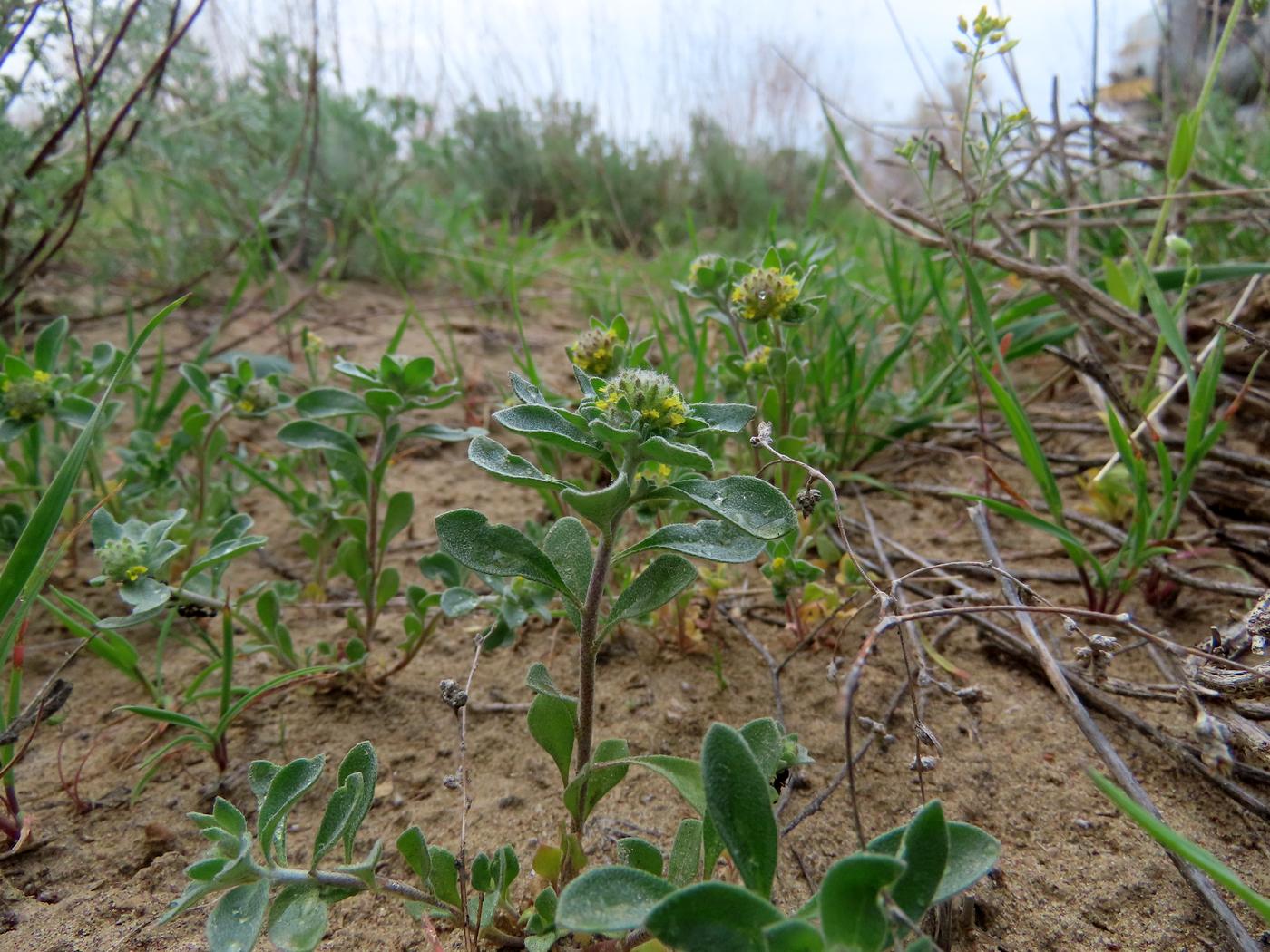 Image of Alyssum dasycarpum specimen.