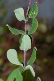 Image of taxon representative. Author is Зоя Эль