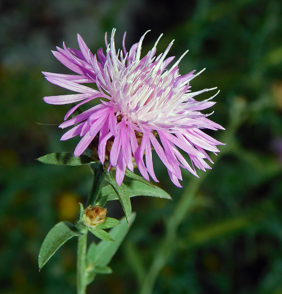 Image of Centaurea jacea ssp. substituta specimen.