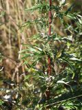 Artemisia vulgaris. Средняя часть цветущего растения. Калужская обл., Спас-Деменский р-н, окр. дер. Вдовец, обочина грунтовой дороги. 10 сентября 2022 г.