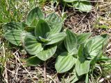 Plantago media