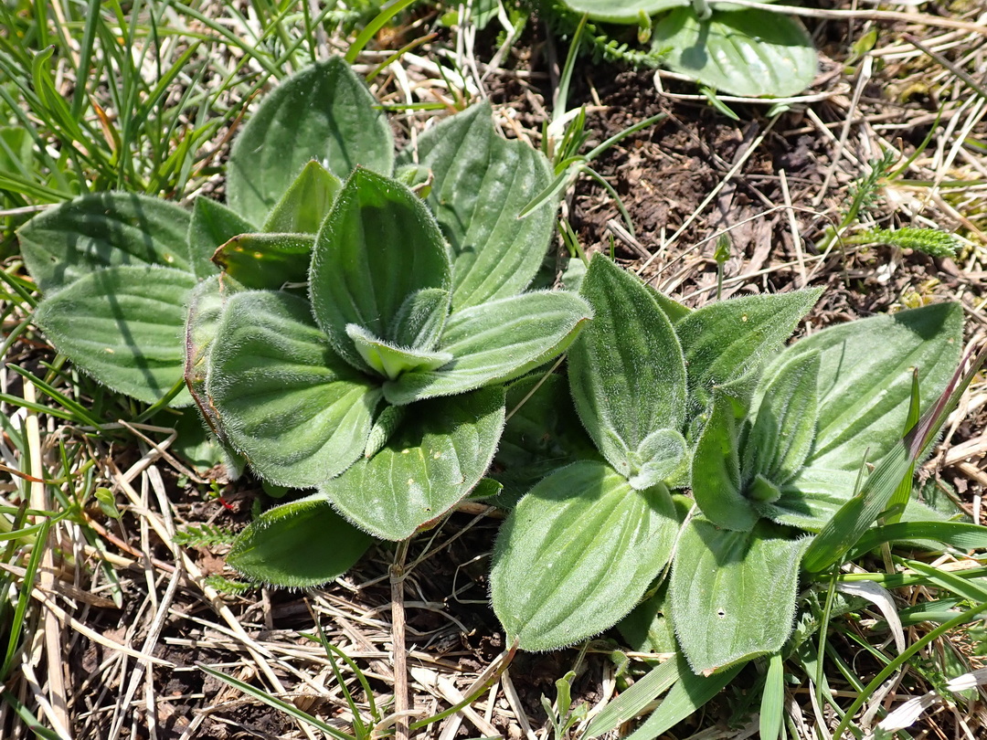 Image of Plantago media specimen.