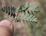 Potentilla orientalis. Лист (вид на абаксиальную поверхность). Кабардино-Балкарская Республика, Эльбрусский р-н, левый берег р. Баксан, окр. с. Былым, выс. 1100 м н.у.м., сухой остепнённый участок. 25 июля 2022 г.