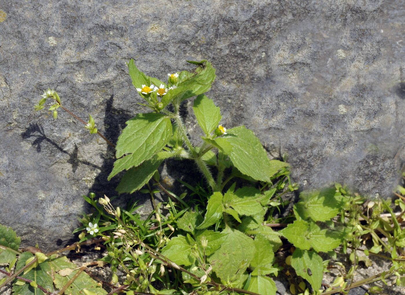 Image of Galinsoga quadriradiata specimen.