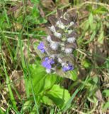 Ajuga reptans. Соцветие. Ярославская обл., Мышкинский р-н, обочина шоссе у поворота на пос. Новый Некоуз. 13.05.2009.