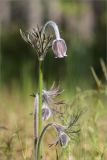 Pulsatilla pratensis. Верхушка цветущего растения. Ленинградская обл., Лужский р-н, окр. оз. Горнешенское, опушка соснового леса. 11.06.2023.