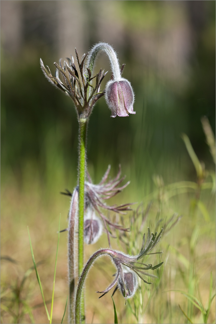Изображение особи Pulsatilla pratensis.