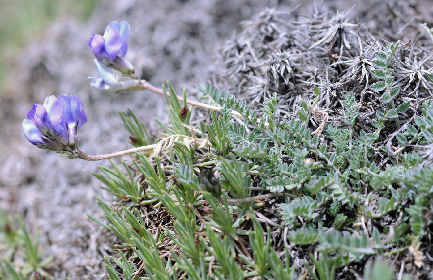 Image of Oxytropis platysema specimen.