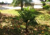 Trachycarpus fortunei. Молодое растение на набережной. Болгария, Бургасская обл., г. Поморие, бульвар на ул. \"П. К. Яворов\", в культуре. 17.09.2021.