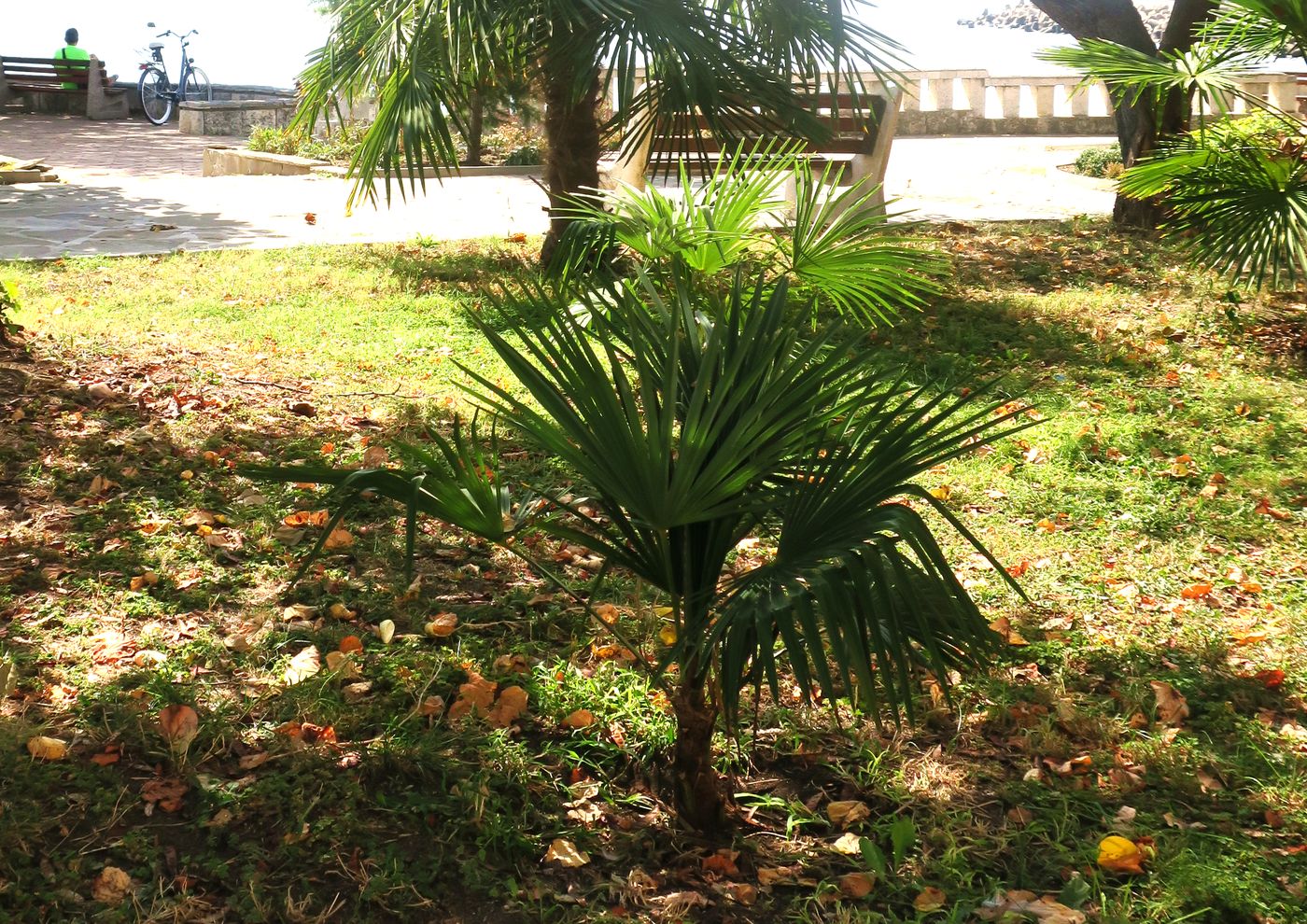 Image of Trachycarpus fortunei specimen.