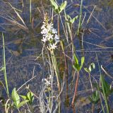 Menyanthes trifoliata