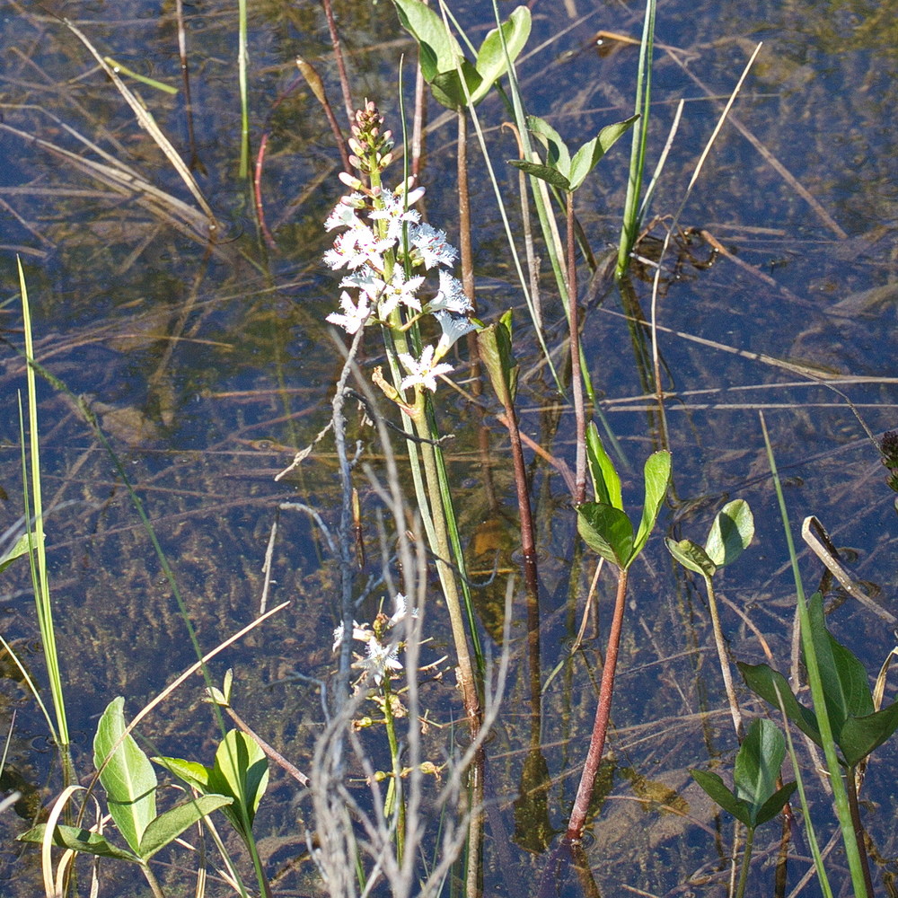 Изображение особи Menyanthes trifoliata.