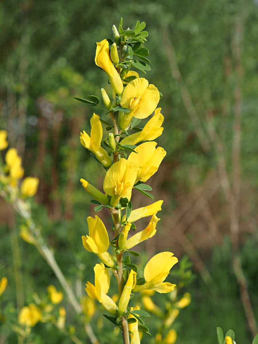 Изображение особи Chamaecytisus ruthenicus.