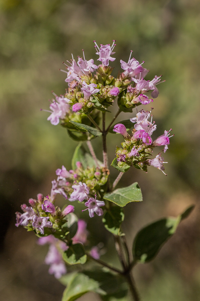 Image of Origanum vulgare specimen.