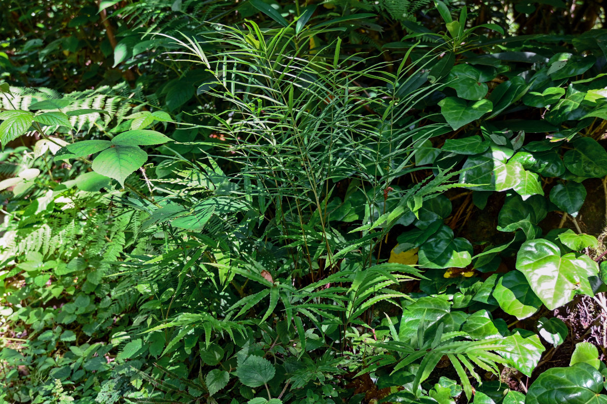 Изображение особи Pteris cretica.