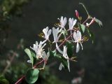 Lonicera korolkowii