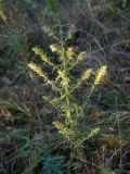 Odontites vulgaris
