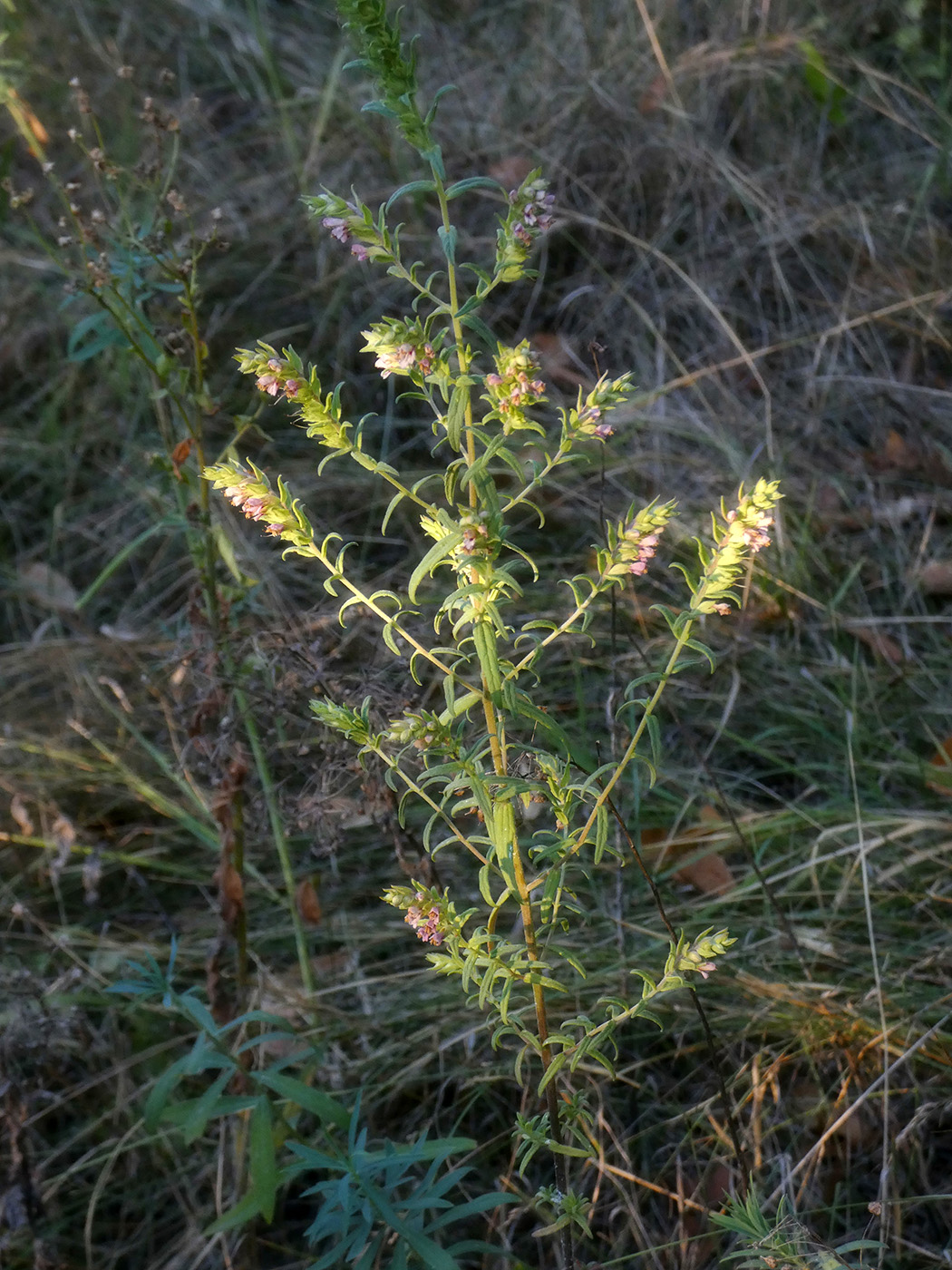 Изображение особи Odontites vulgaris.