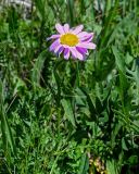 Pyrethrum coccineum. Верхушка цветущего растения. Армения, обл. Гегаркуник, берег оз. Севан, гора Артаниш, ≈ 2200 м н.у.м., субальпийский луг. 23.06.2022.