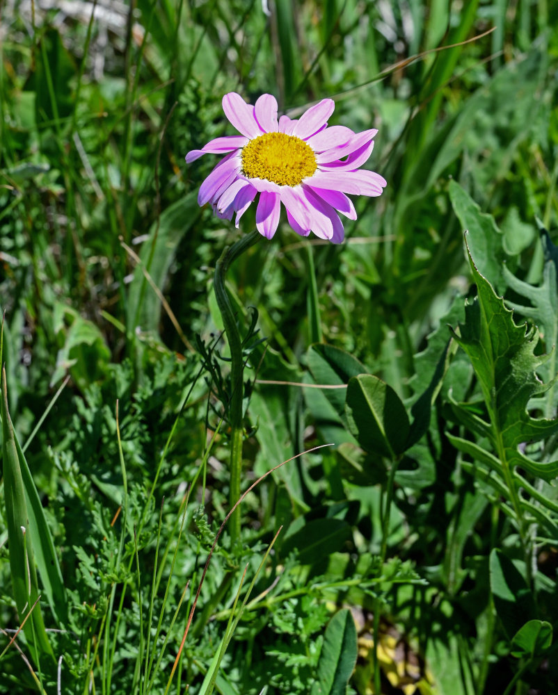 Image of Pyrethrum coccineum specimen.