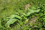 Cynoglossum officinale. Вегетирующее растение. Пермский край, Кунгурский р-н, долина р. Шаква в р-не дер. Комарово, луговой склон, обращенный к реке. 13 августа 2023 г.