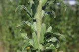 Oenothera depressa