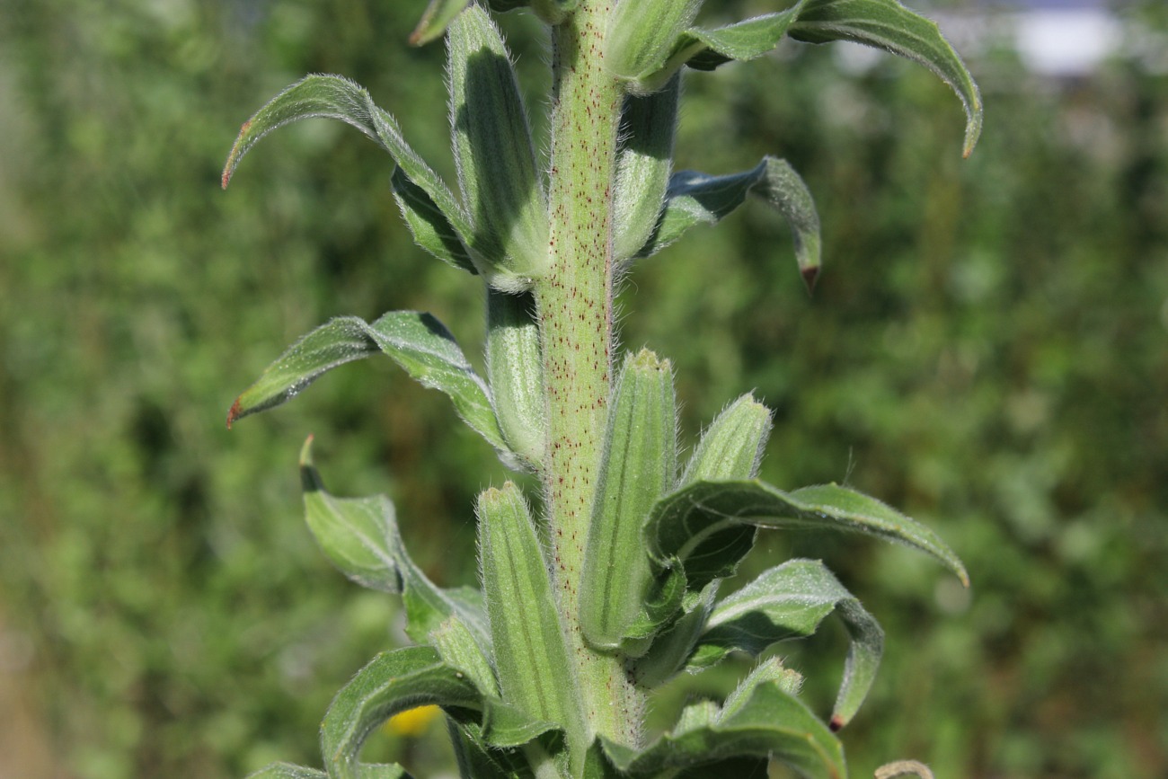 Изображение особи Oenothera depressa.