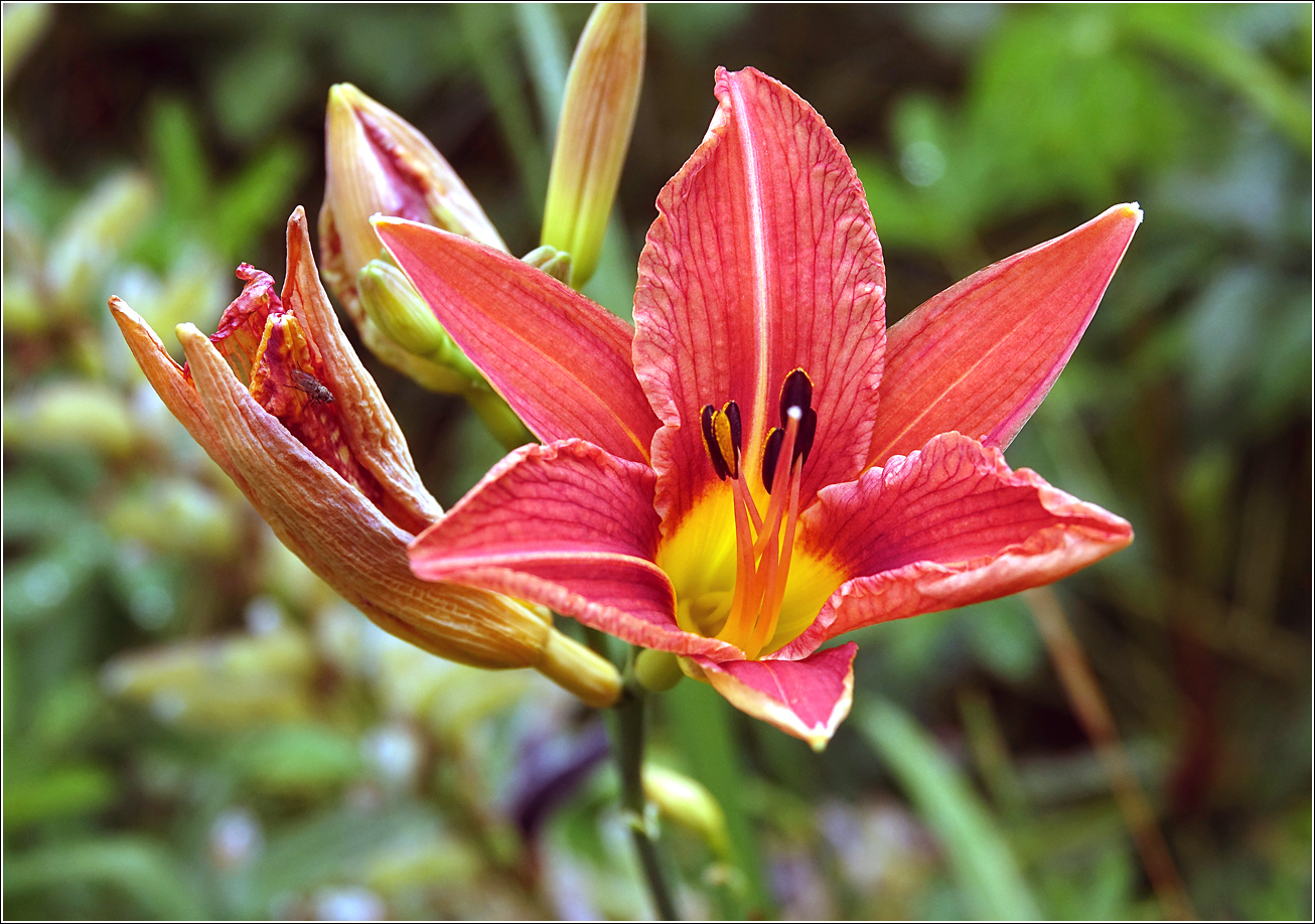Image of Hemerocallis &times; hybrida specimen.