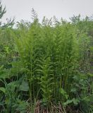 Athyrium filix-femina