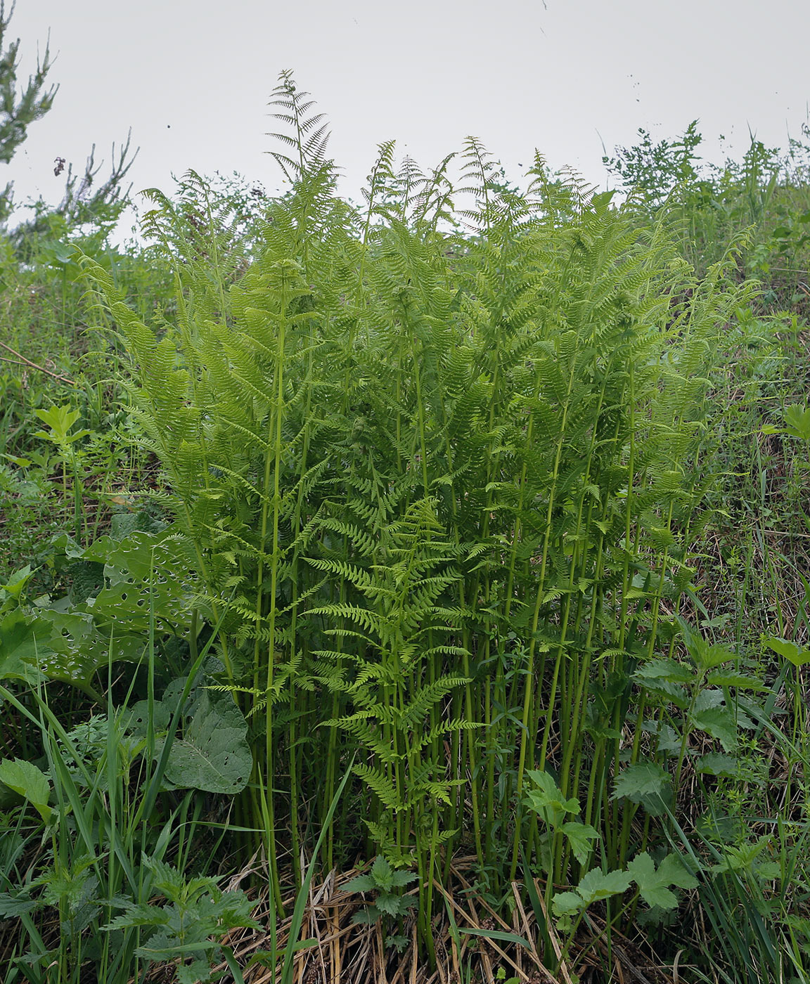 Изображение особи Athyrium filix-femina.