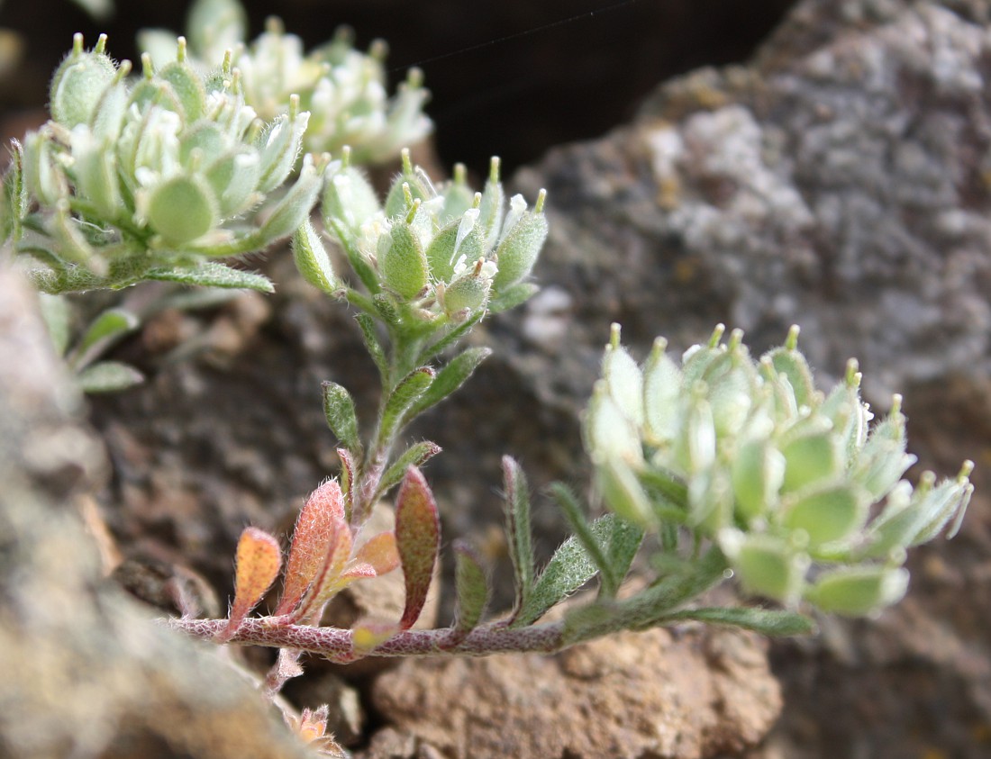 Image of Alyssum umbellatum specimen.