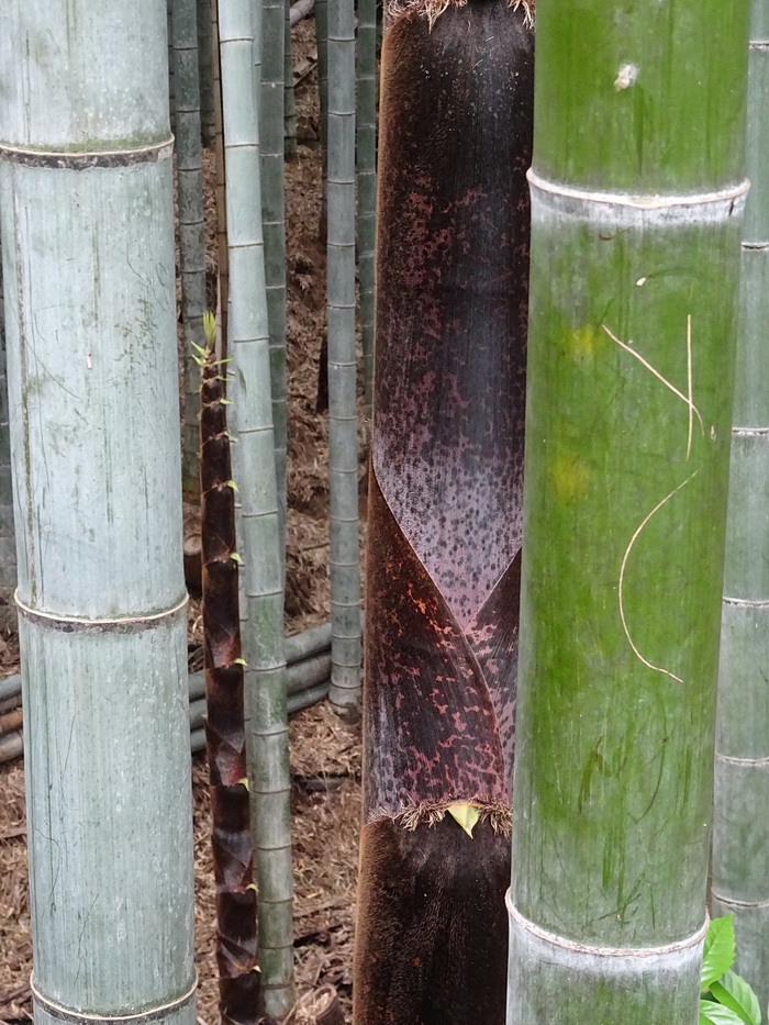 Изображение особи Phyllostachys pubescens.