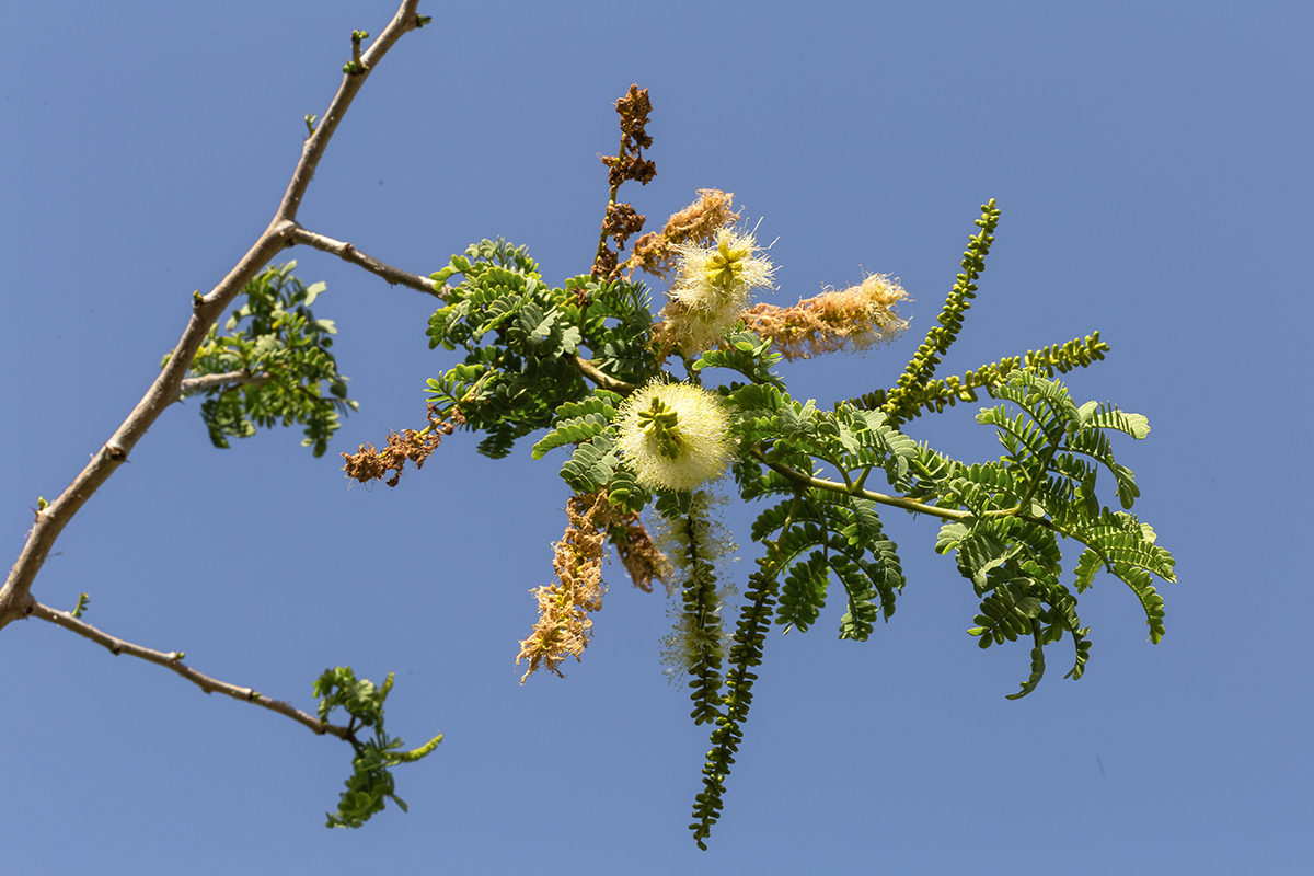Image of Faidherbia albida specimen.