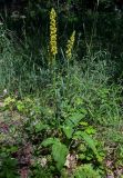 Verbascum nigrum