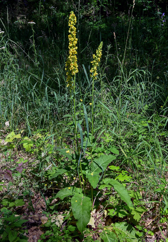 Изображение особи Verbascum nigrum.